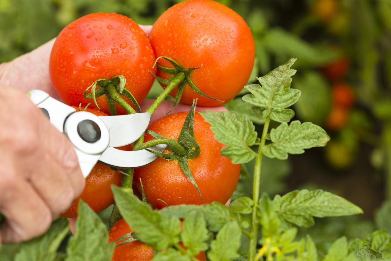 Harvesting ripe red tomatoes