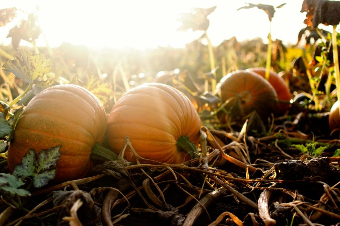 How To: Grow Pumpkins
