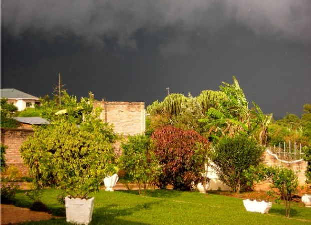 9 Ways to Keep Your Outdoor Plants Safe During Storms