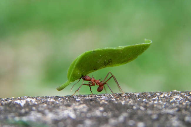 8 Plants That Repel Ants