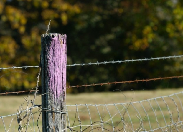 This Vibrant Paint Color on Fences and Trees Isn't Just for Curb Appeal