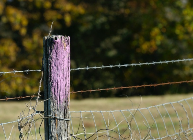 purple fence meaning