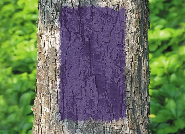 purple fence meaning purple paint on tree