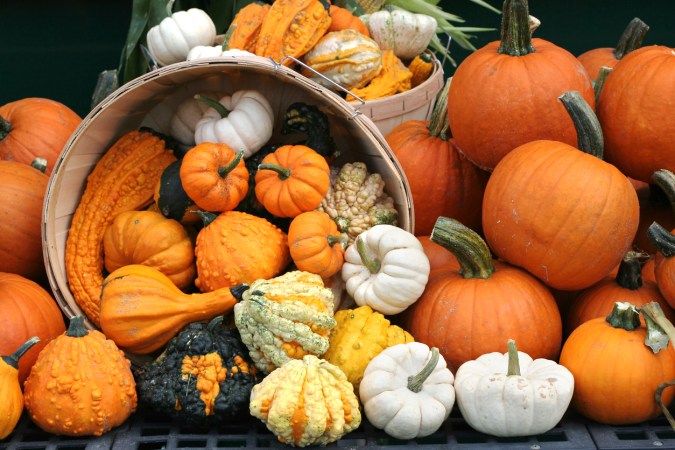 Types of Gourds All DIYers Should Know