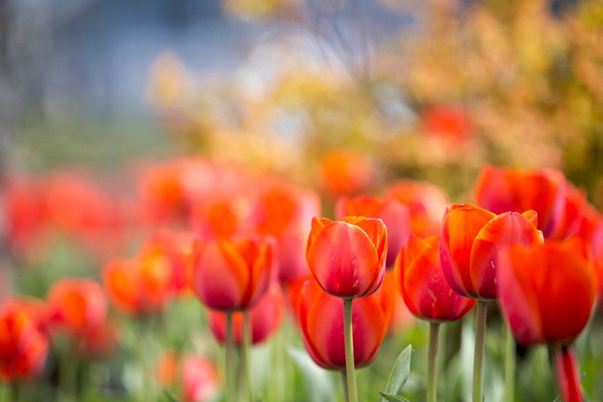 when to plant tulip bulbs