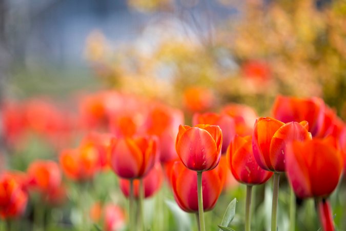 when to plant tulip bulbs
