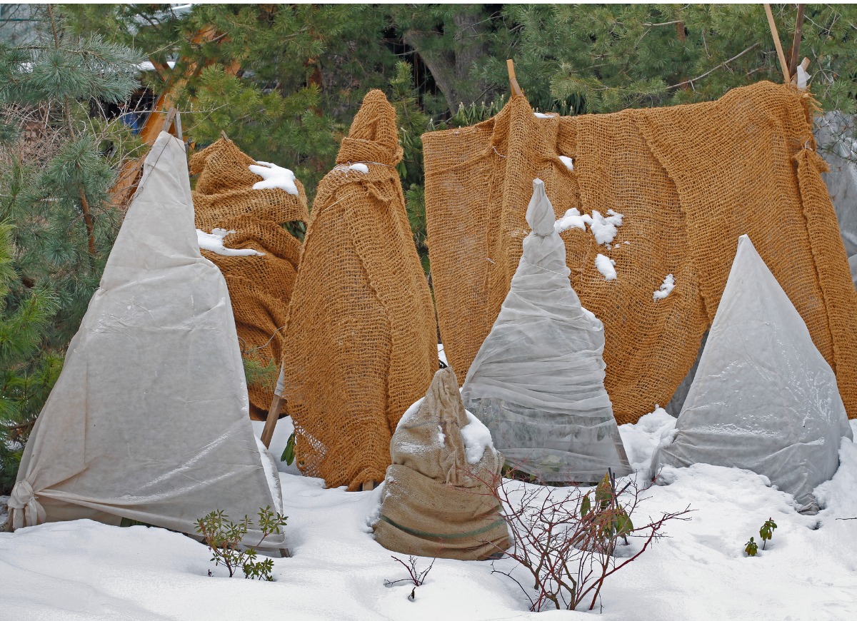 Burlap coverings on trees in winter