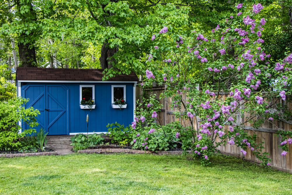 A blue shed in a shaded area of a yard with a blooming tree in the foreground.