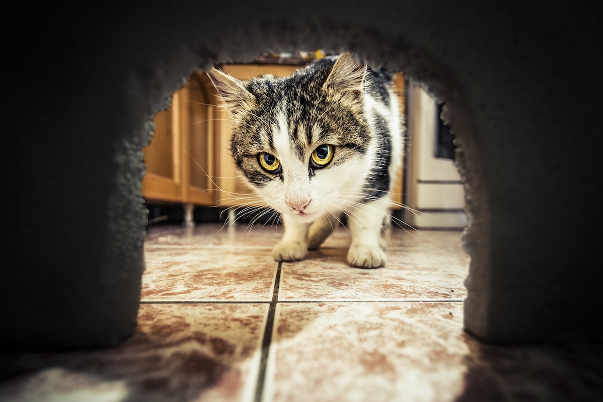 A cat with yellow eyes peeks through a hole in a wall made by a mouse.