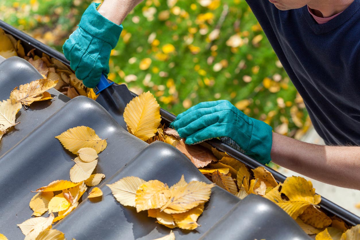 A close up of a person in green gloves removing yellow leaves from a gutter. 