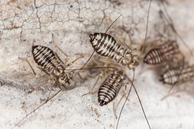 Solved! What Do Termites Look Like?