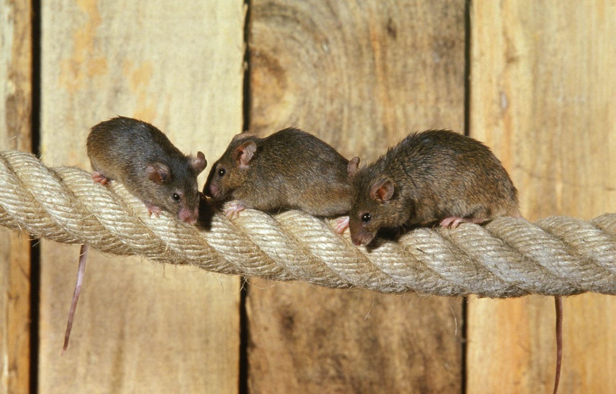 If You See One Mouse, How Many Do You Have