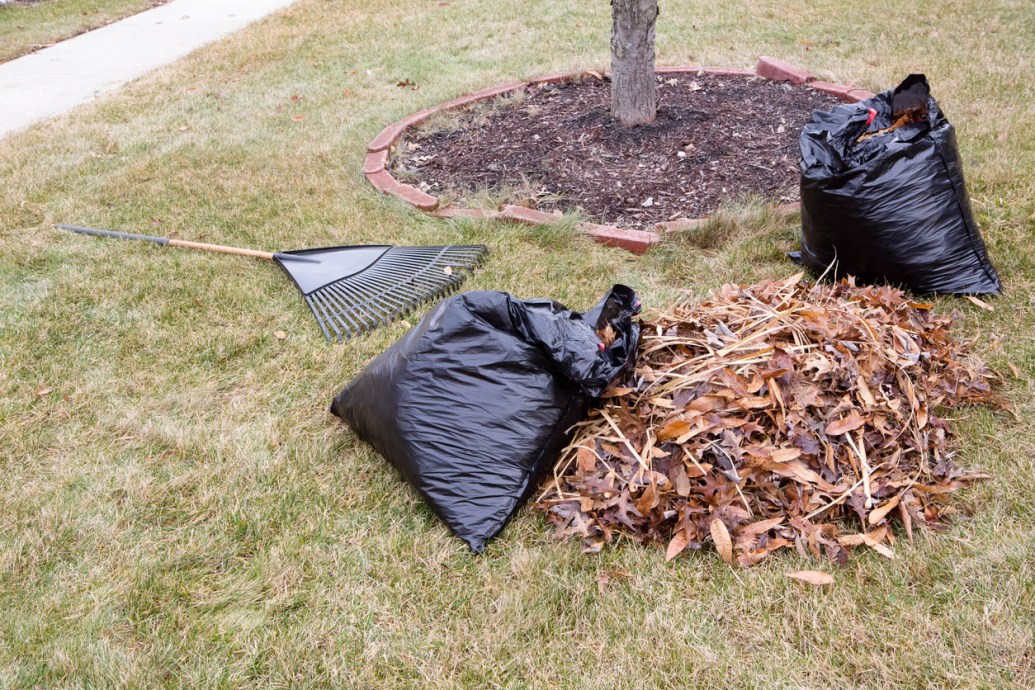 How to Pick the Best Leaf Removal Service After Searching ‘Leaf Removal