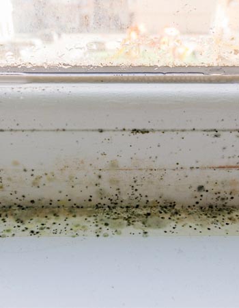 Mold on the Window Sill Check the Window Frames