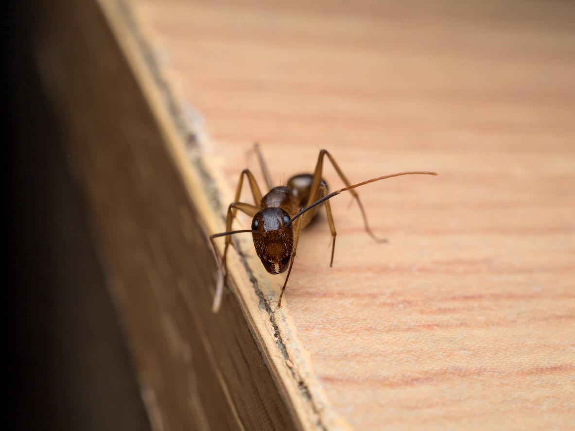 Signs of Carpenter Ants In The House Damaged Wood