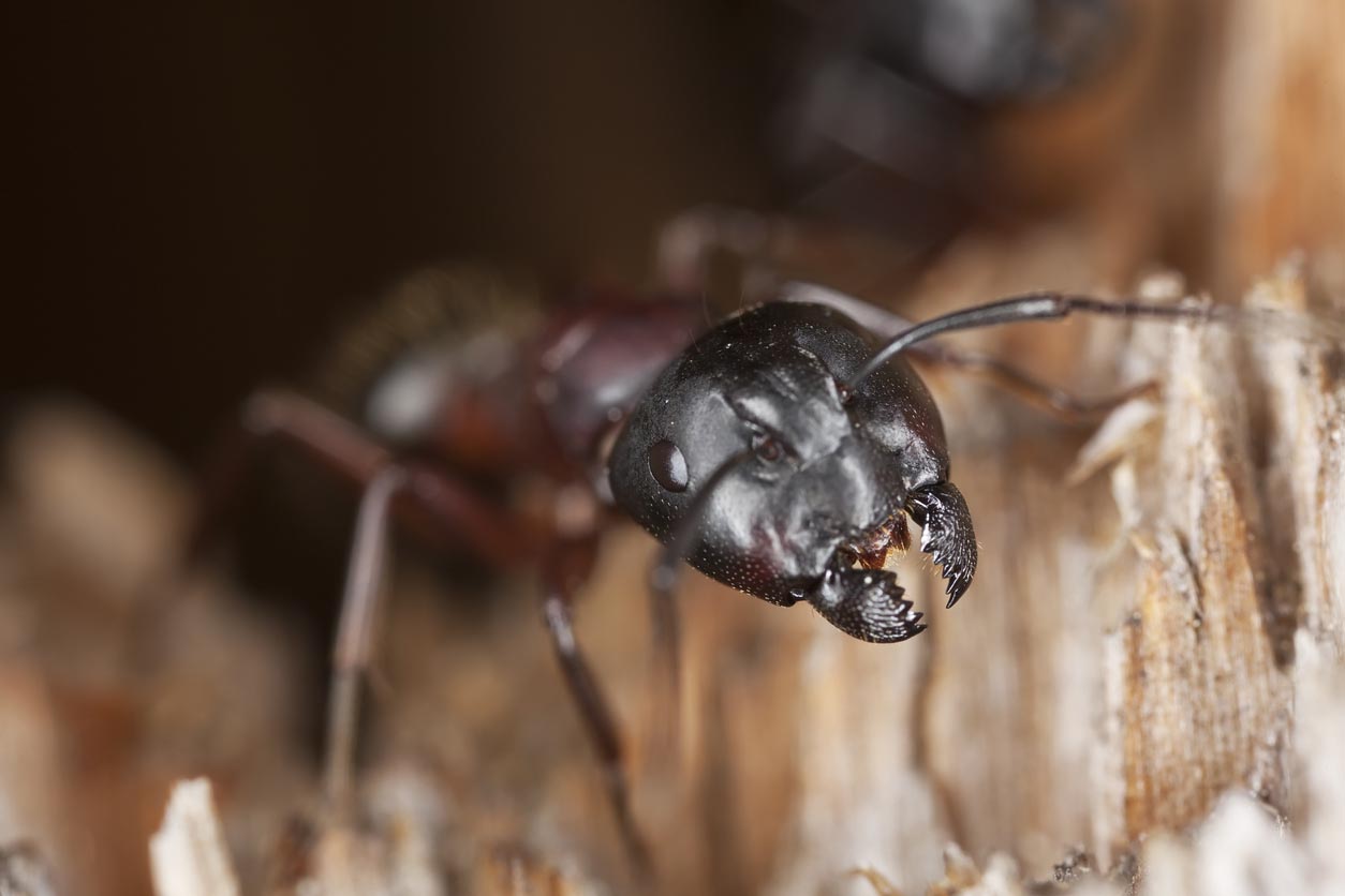 Signs of Carpenter Ants In The House Rustling Noises