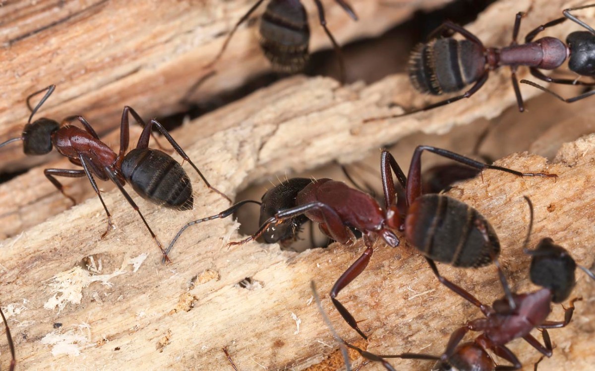 Signs of Carpenter Ants In The House