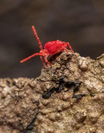 Tiny Red Bugs