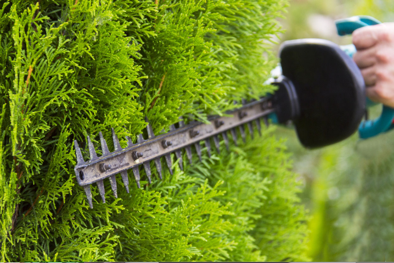 A close-up of someone using a hedge-trimming tool to trim a hedge.