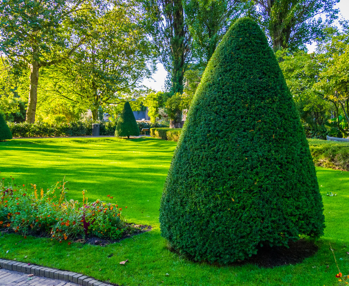Two trees (one in the foreground and one in the background) trimmed into a triangular shape in a lush, green yard.