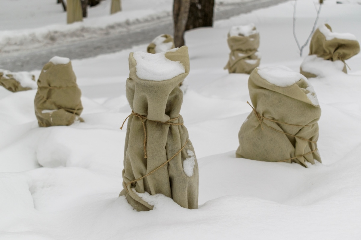 Four small trees or shrubs covered in burlap to protect them from fallen snow.