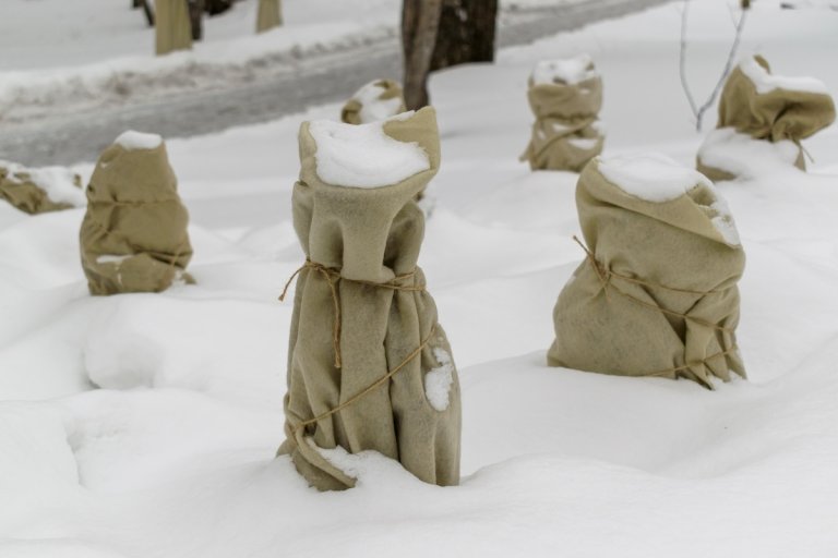 Four small trees or shrubs covered in burlap to protect them from fallen snow.