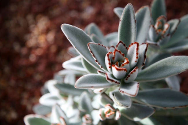 15 Dish Garden Plants for Unique Arrangements