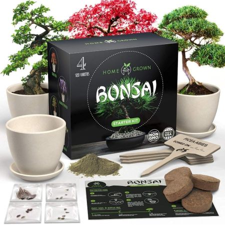 Home Grown Bonsai Tree Kit