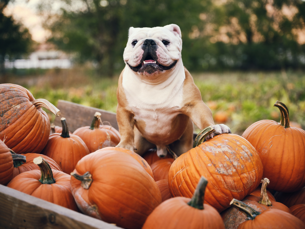 A dog sitting atop a truckload of pumpkins.