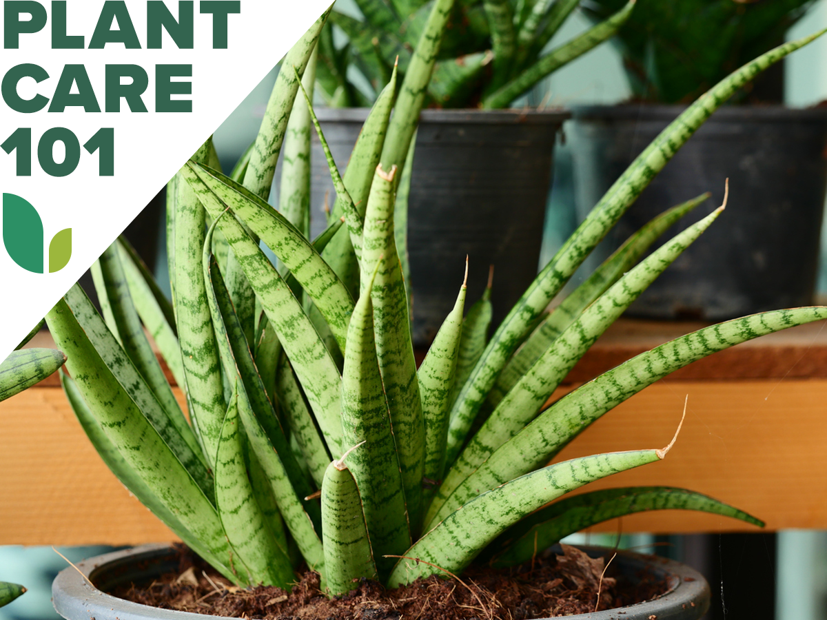 snake plant care 101 - how to grow snake plant indoors