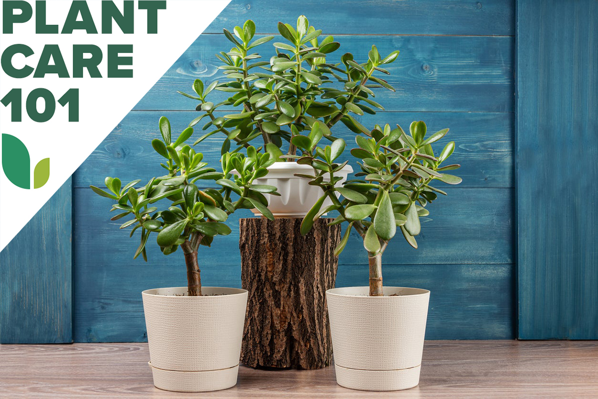 jade plant care 101 - how to grow jade plant indoors