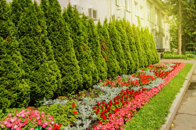 The Dos and Don’ts of Pruning a Bush