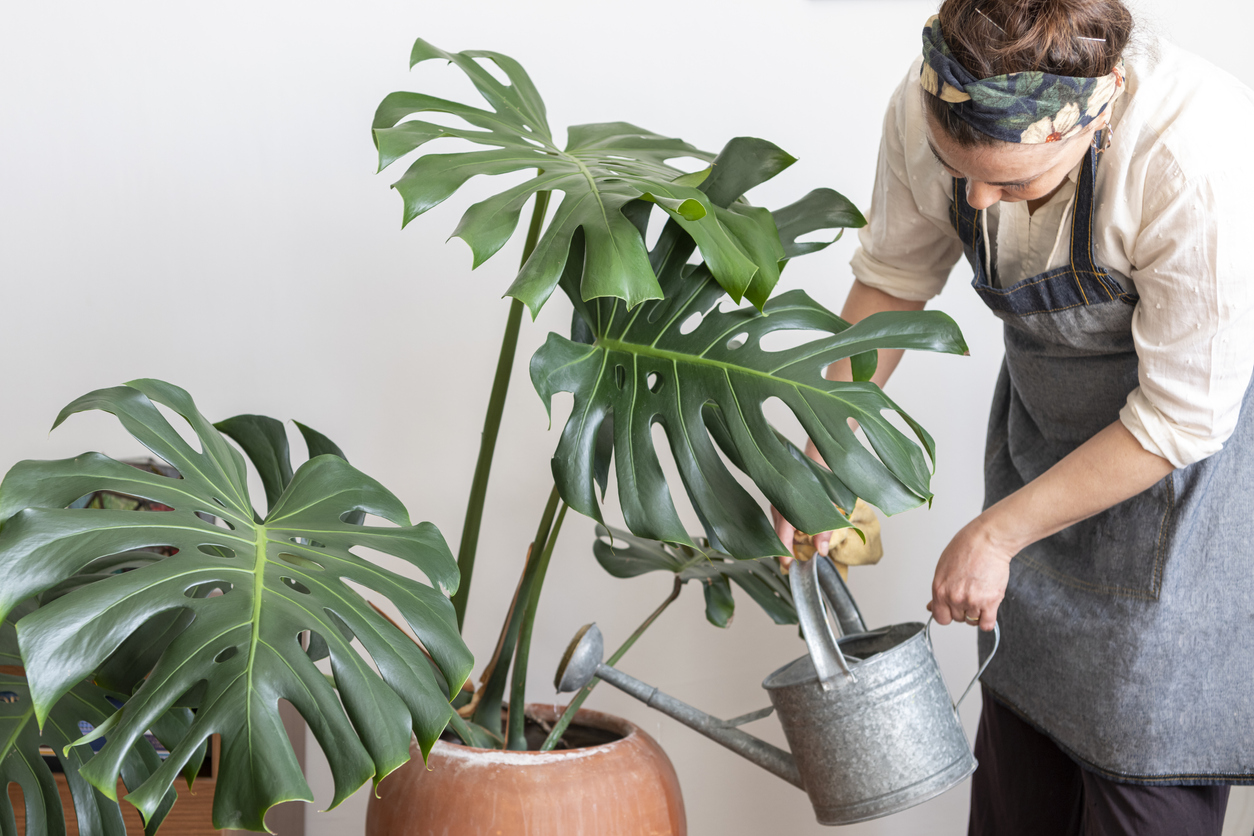 Monstera Plant Care 101 | Watering, Propagating, and More - Bob Vila
