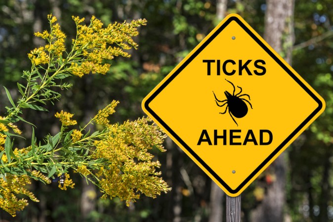 How to Get Rid of Ticks In Your Yard