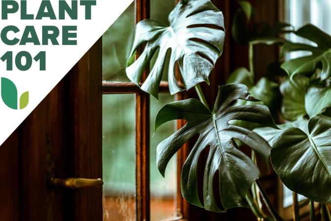 Monstera Plant Care 101 | Watering, Propagating, and More - Bob Vila