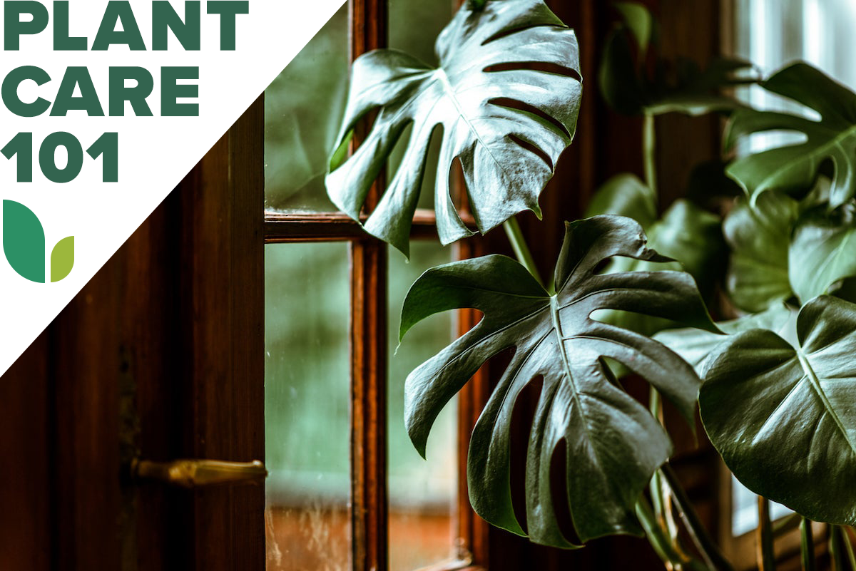 monstera plant care 101 - how to grow monstera indoors