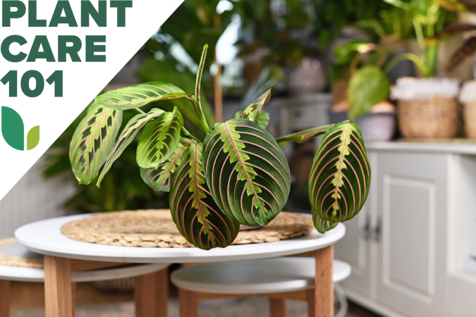 Prayer Plant Care: Mastering This Ornamental Beauty With High-Maintenance Needs