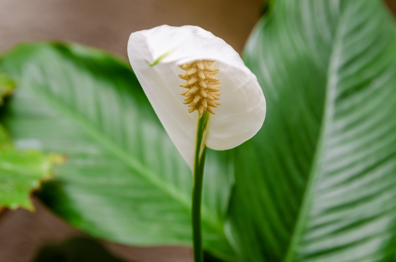 Close-up of one petal of a White flower called Peace Lilly against a background of green leaves (Spathiphyllum cochlearispathum, Spathiphyllum wallisii). Female happiness