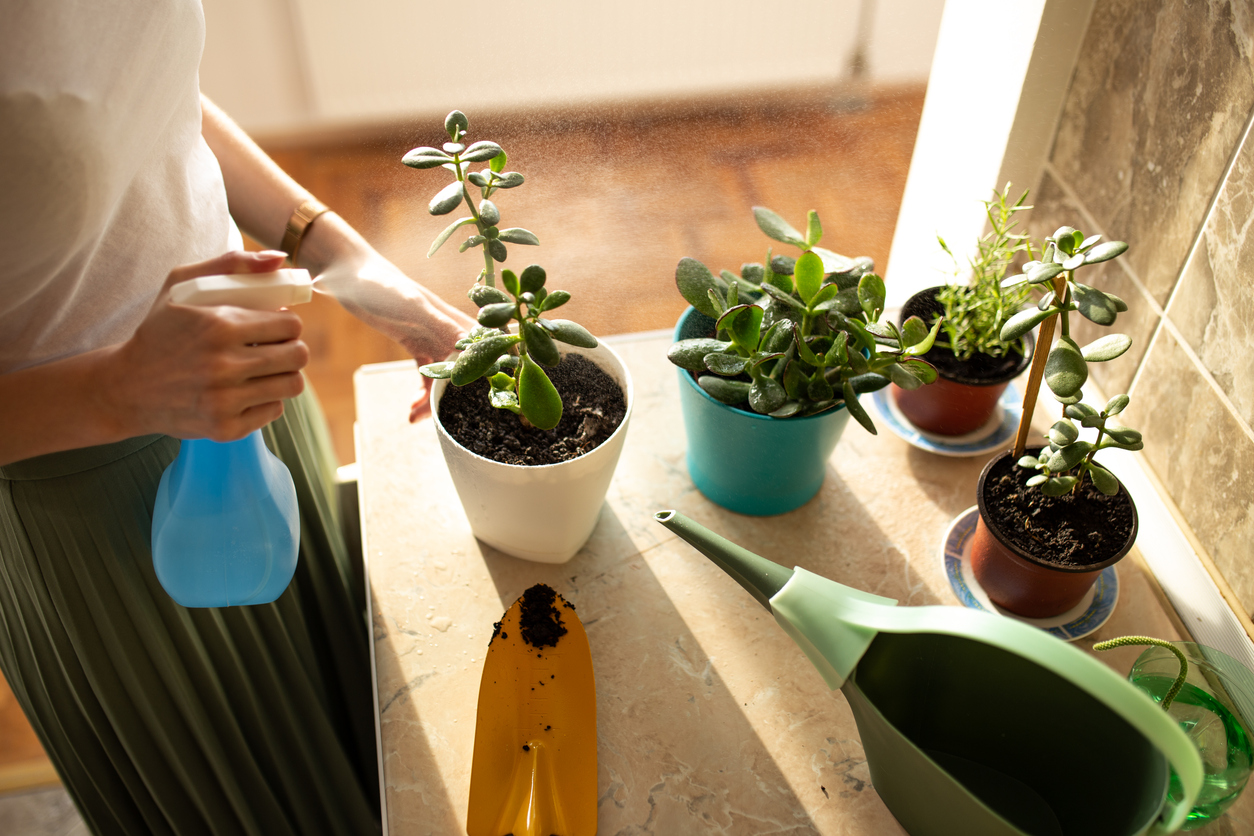 Young woman is gardening with a yellow scoopClose up of a woman's hand spraying house plant