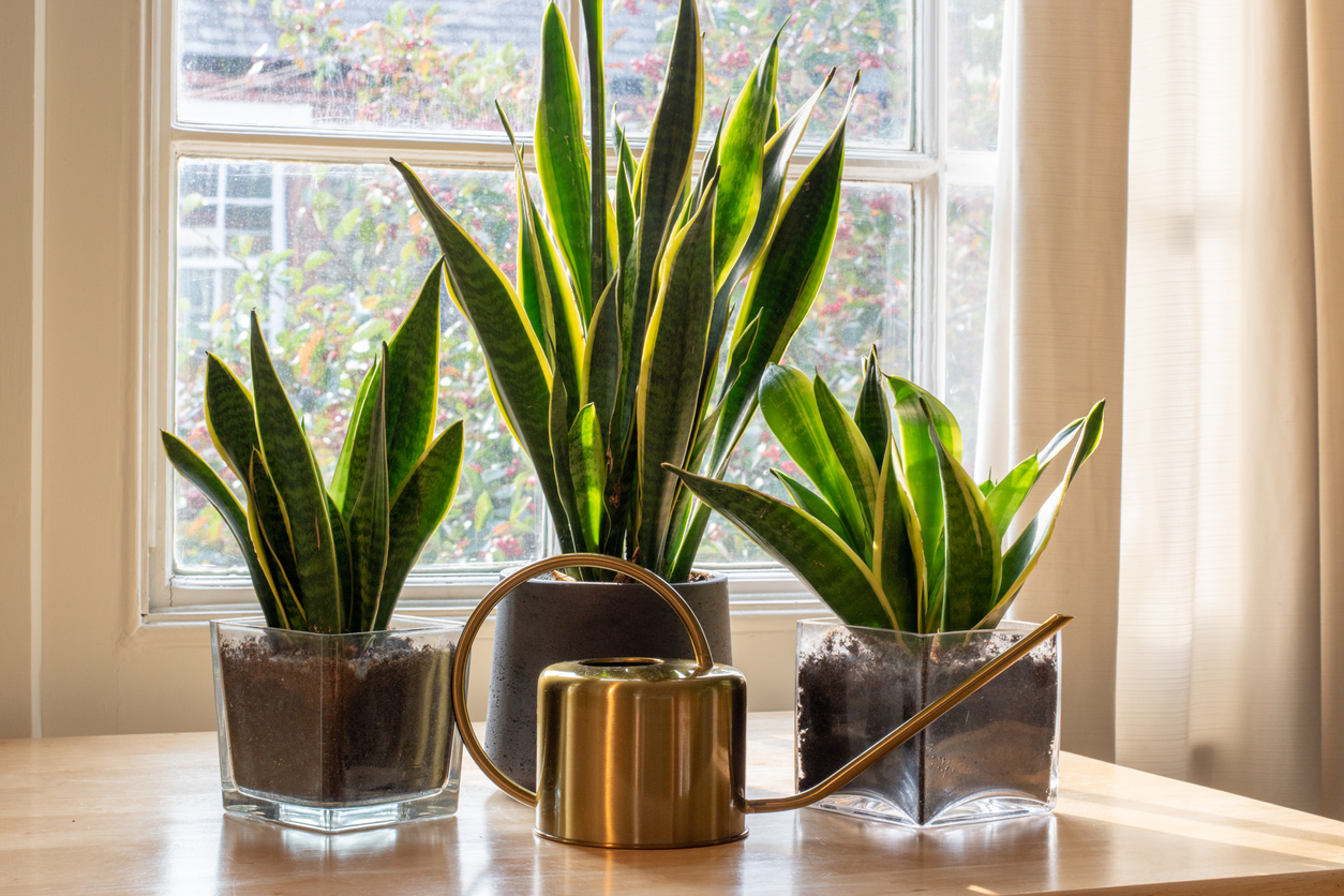 iStock-1271960631 Snake Plant Care A sansevieria trifasciata snake plant in the window of a modern home or apartment interior