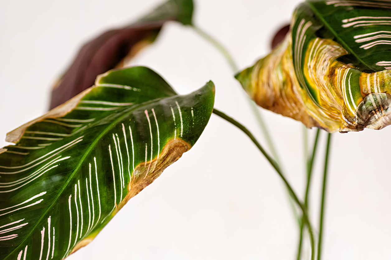 Calathea with yellowing leaves