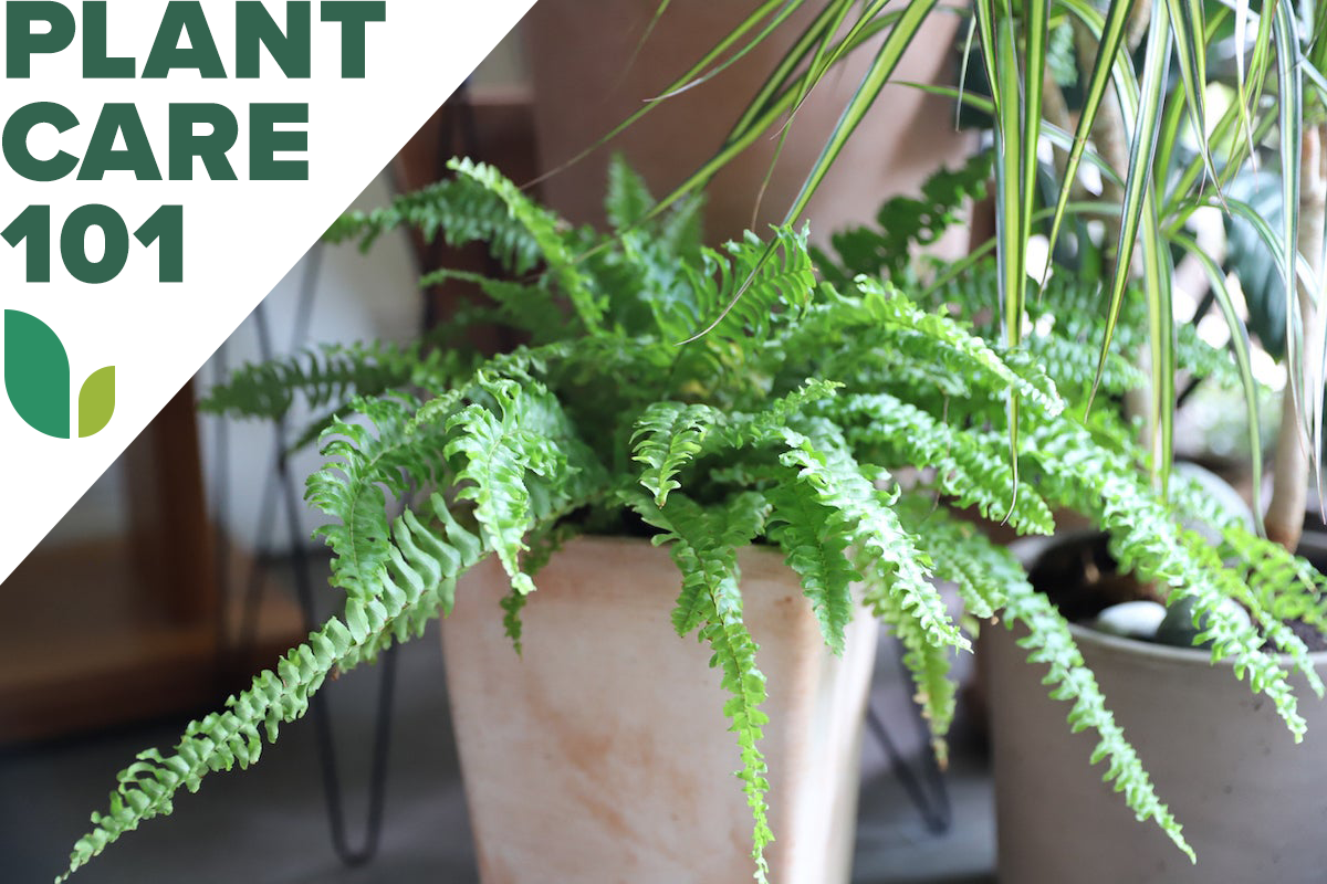 boston fern plant care 101 - how to grow boston fern indoors