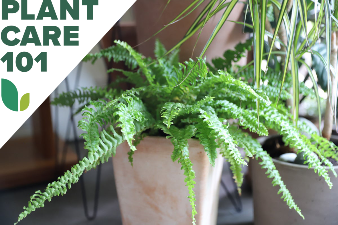 Boston Fern Care: Mastering the Finicky Fronds of This Popular Houseplant