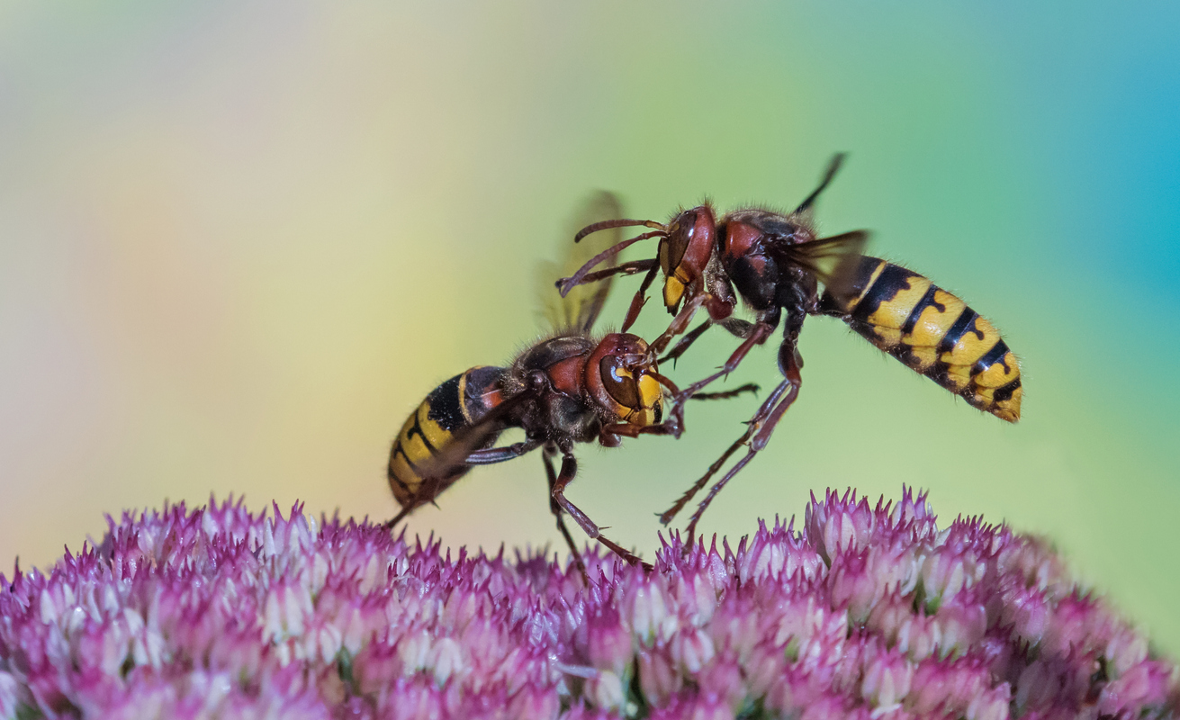 hornet vs wasp