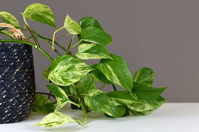 10 Pothos Varieties for Your Easy-Care Houseplant Collection