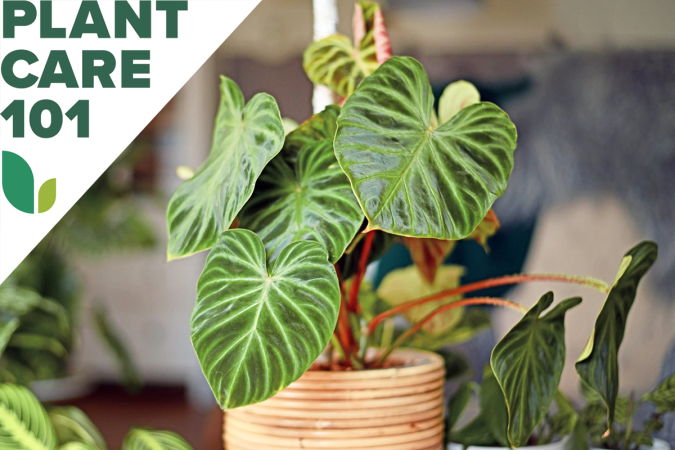 Are You Using the Wrong Kind of Water on Your Houseplants?