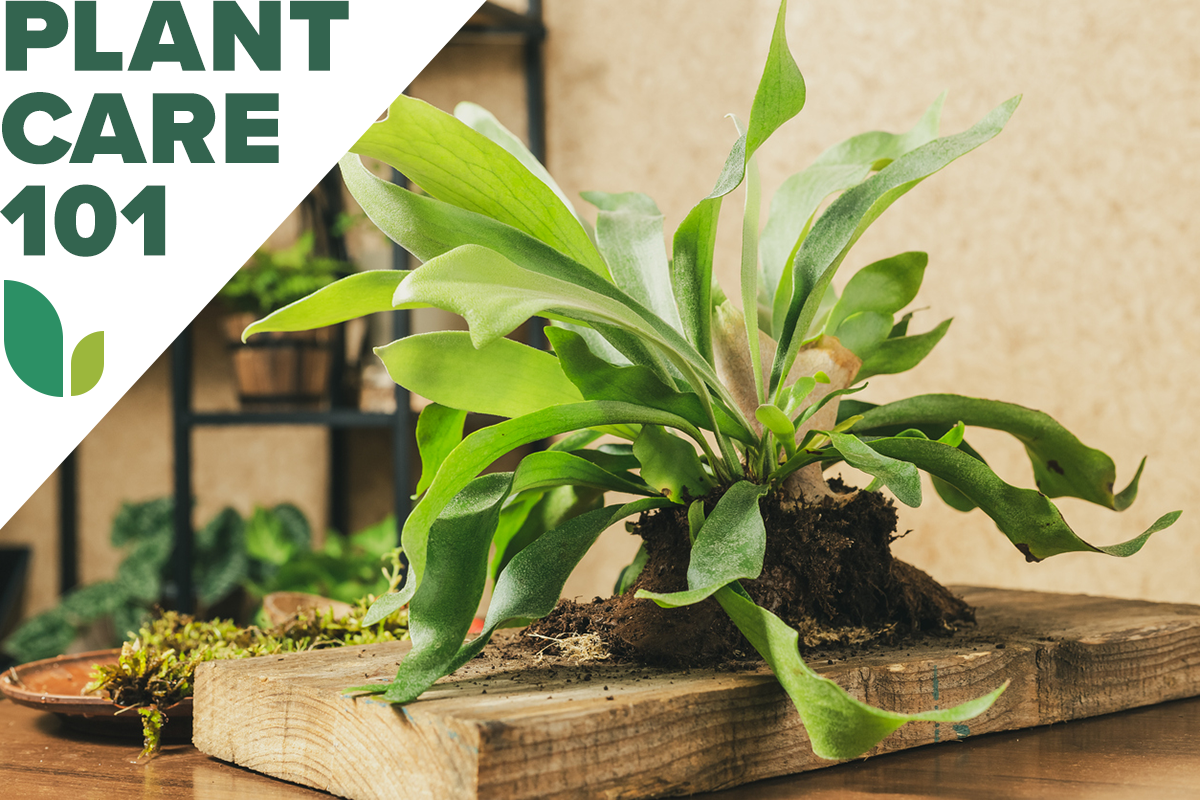 staghorn fern plant care 101 - how to grow staghorn fern indoors