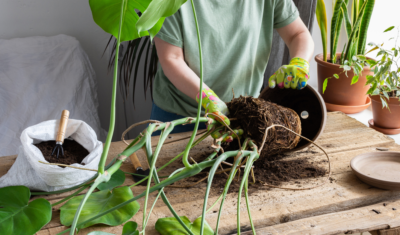 Woman replanting a homemade Monstera flower into a large clay pot, a wooden table with flowers near the window