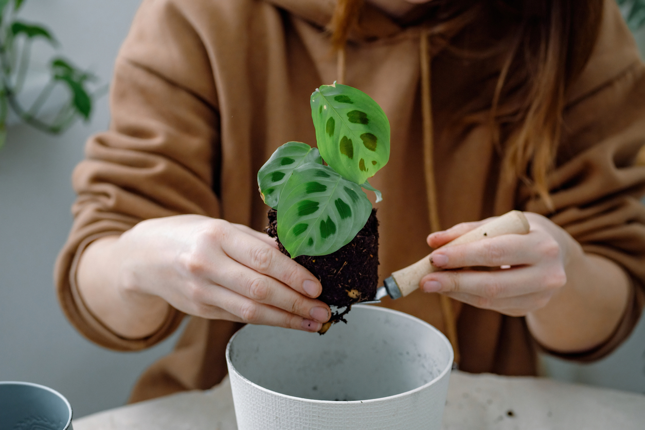 Hands of a woman holding a young calathea maranta houseplant on a shovel ready to pot or transplant from a temporary flowerpot in a plastic flowerpot. Indoor or home gardening.