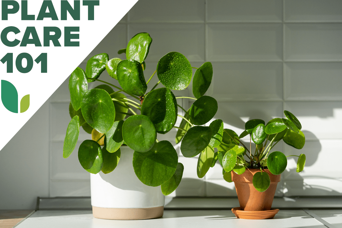 pilea plant care 101 - how to grow pilea plant indoors